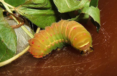 5th Instar Caterpillar of the Luna Moth