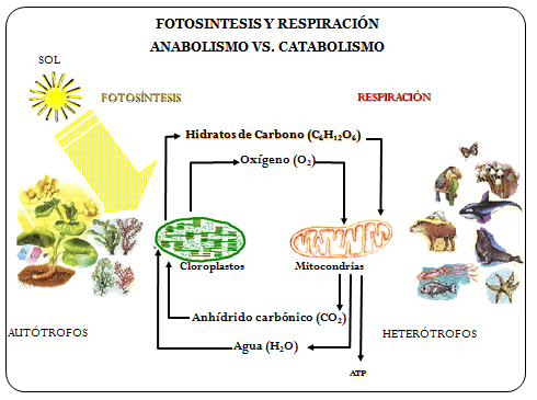 Fotosintesis proceso catabolico o anabolico