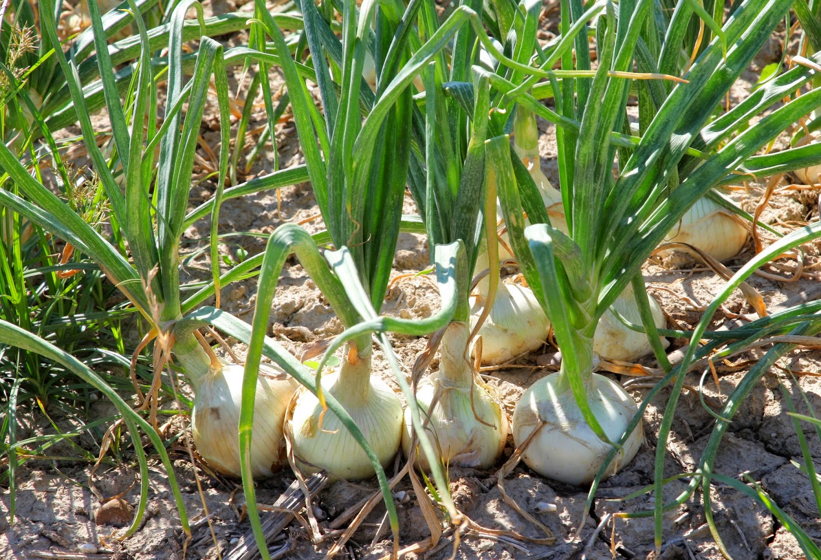 LES PLANTES I ELS VEGETALS REPRODUCCIÓ ASEXUAL