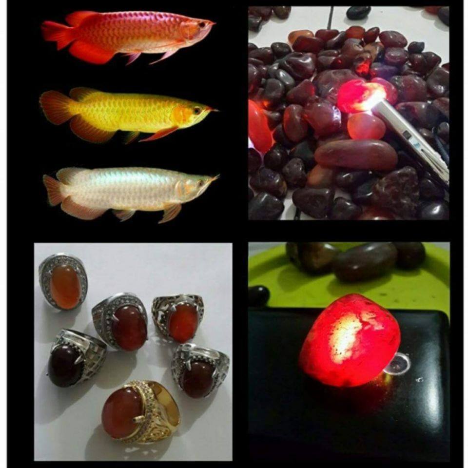 sejarah batu red arwana: Jenis warna batu red arwana