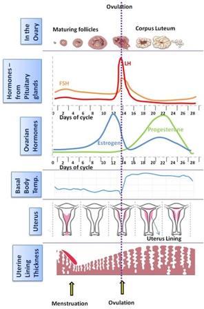 A Debate with an Atheist: The Story of Creation (16 – B): Embryo’s
