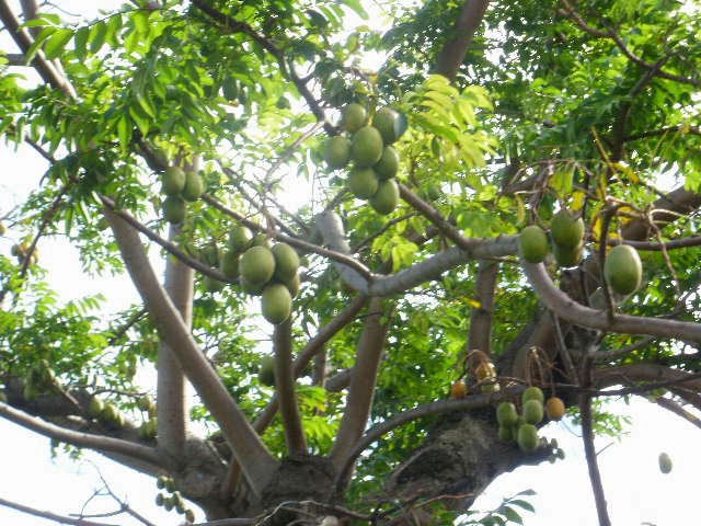 So Very Very Thankful Golden Apples