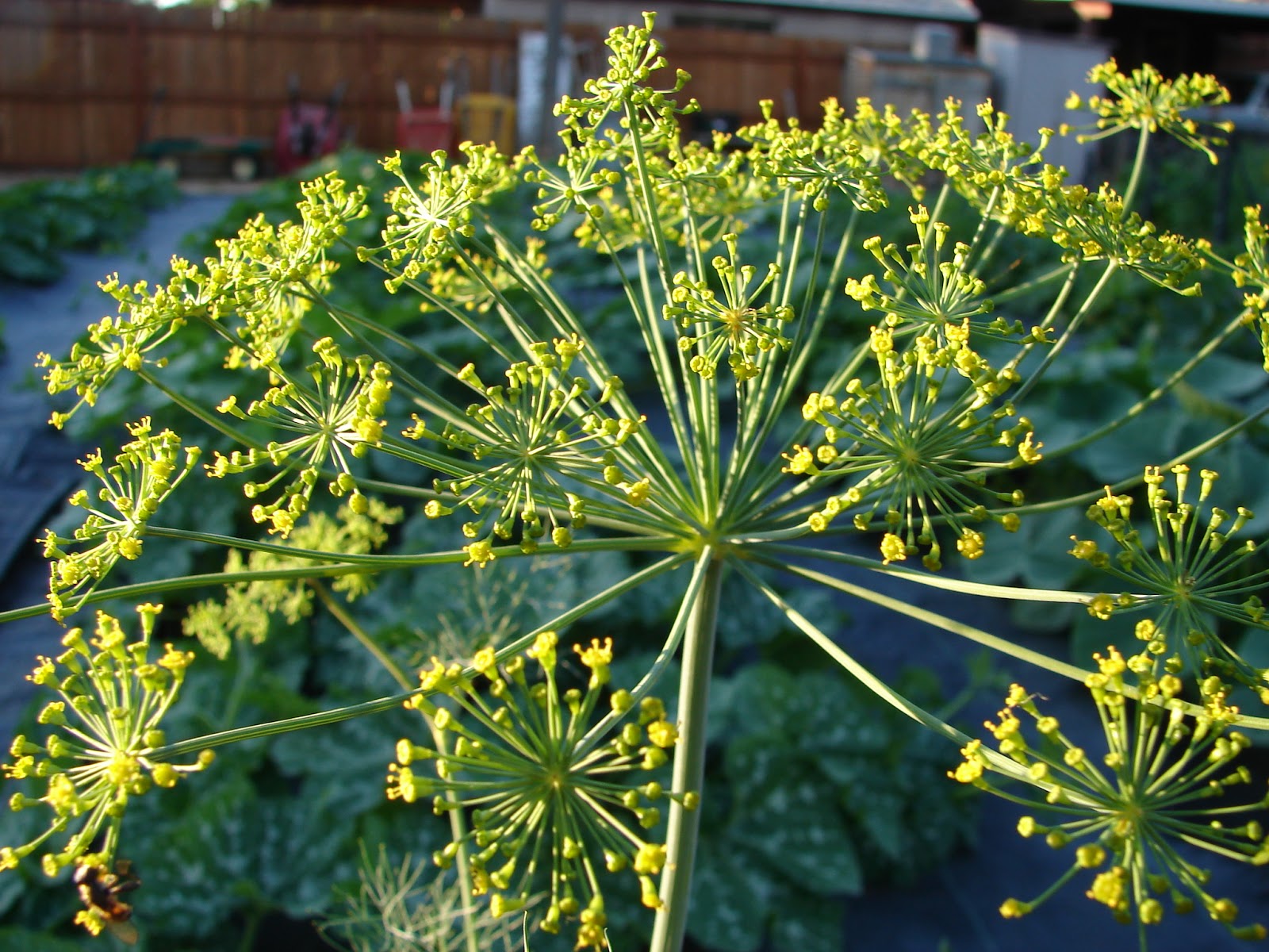 New Utah Gardener When Is The Best Time To Harvest Dill?