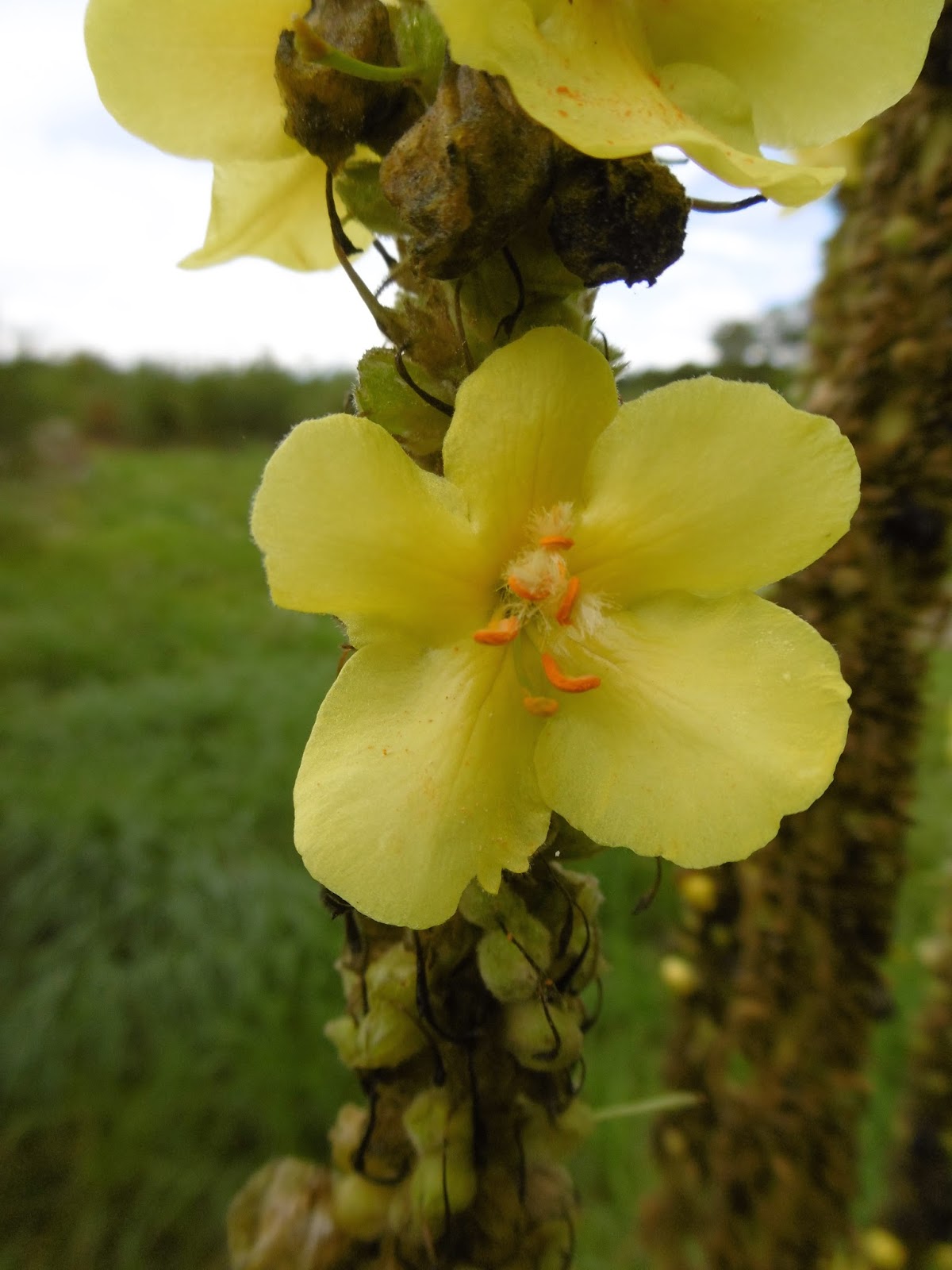 JARDINS DE SANTÉ BOUILLON BLANC
