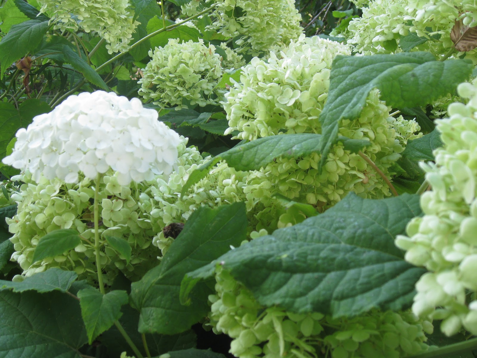 Tea with LaVera How to Dry Hydrangeas