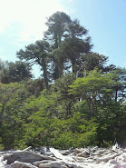 Araukarienbäume