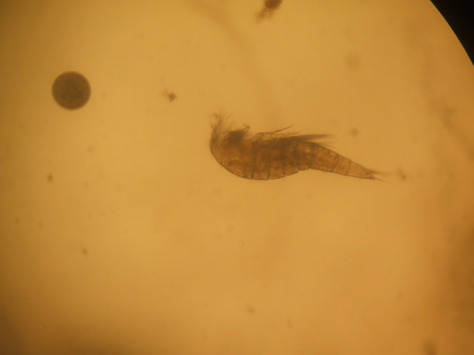 Kumpulan Makalah Makalah Pengertian Dan Manfaat Plankton