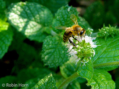 Honeybee on Mint Flowers