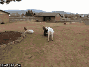 007-funny-animal-gifs-goats.gif
