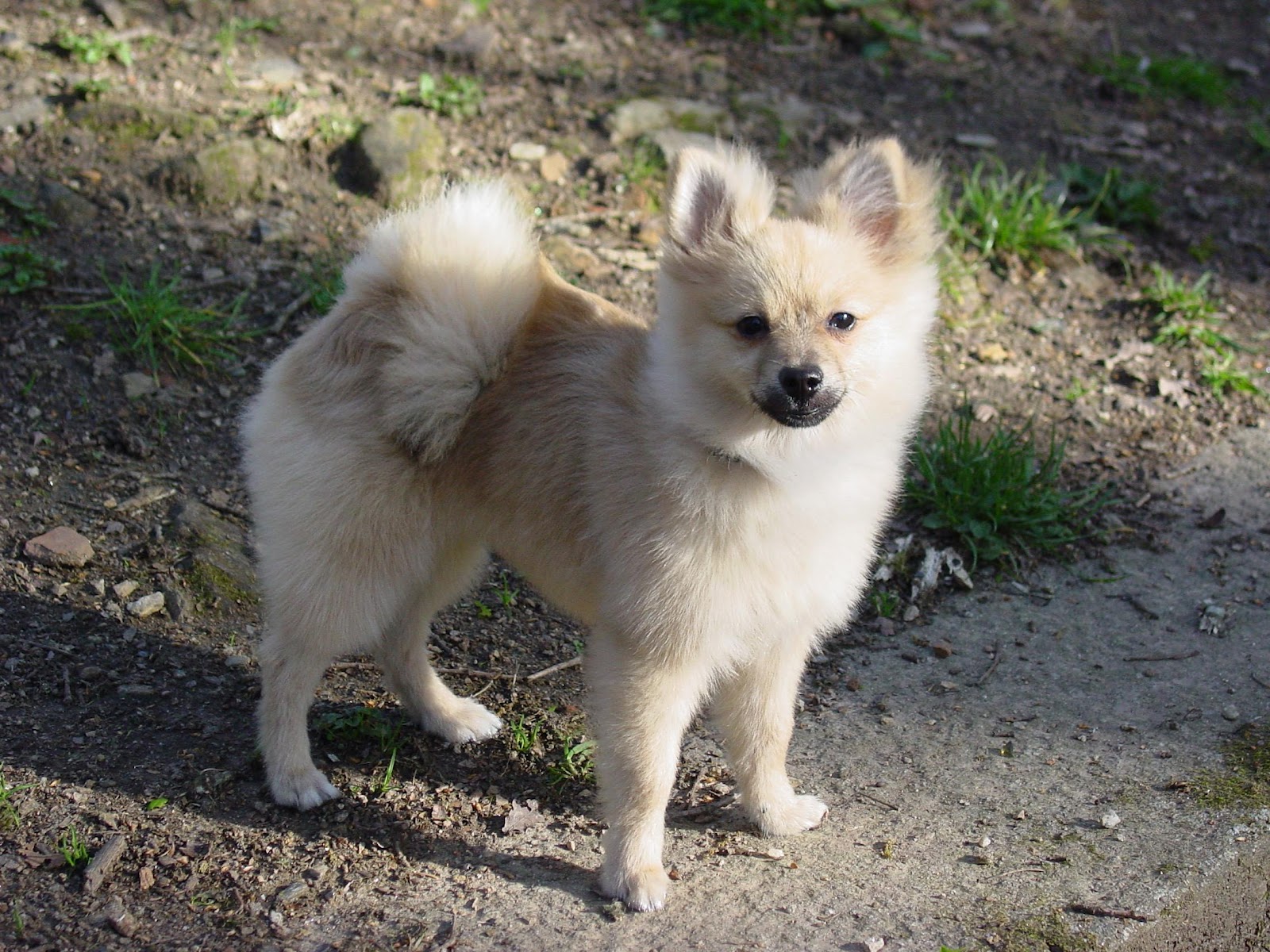 where are pomeranian dogs from all list of different dogs breeds pomeranian small breeds where are pomeranian dogs from all list of different dogs breeds pomeranian small breeds