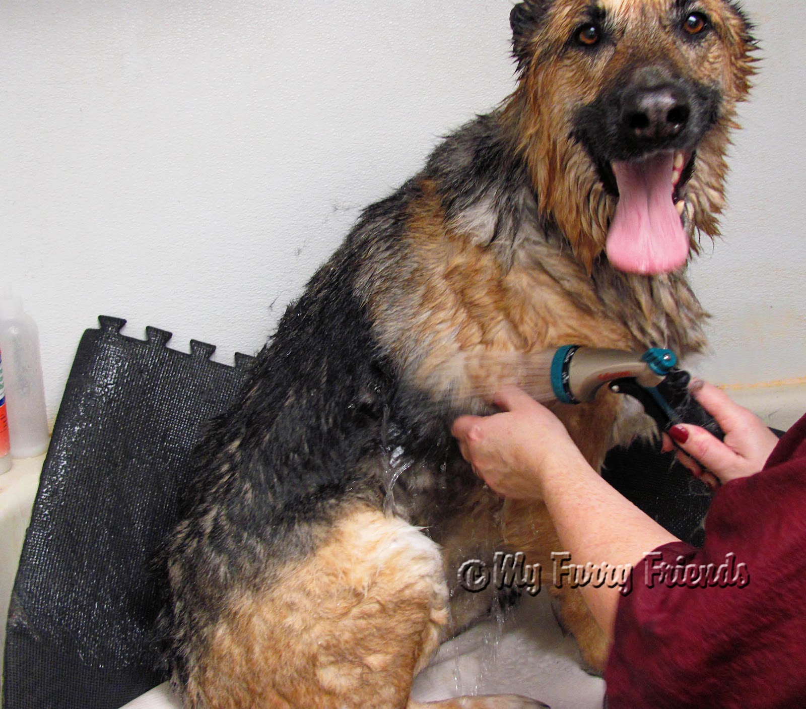Should You Shave Your German Shepherd