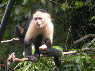 white faced capuchin