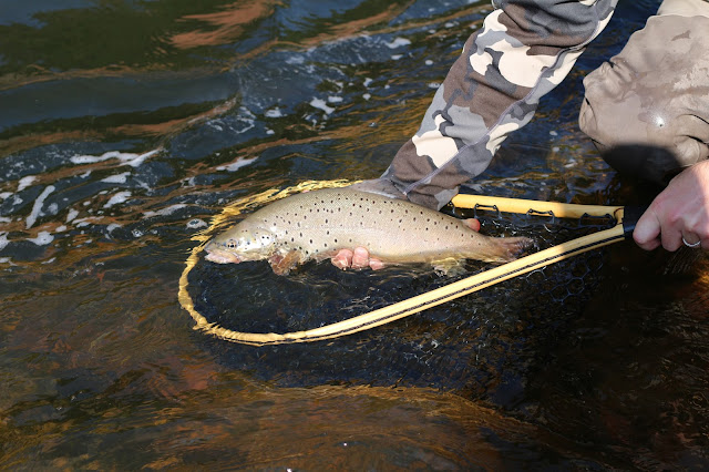 Nice%2BColorado%2Bbrown%2Btrout%2Bwith%2BJay%2BScott%2BOutdoors%2BPodcast.JPG