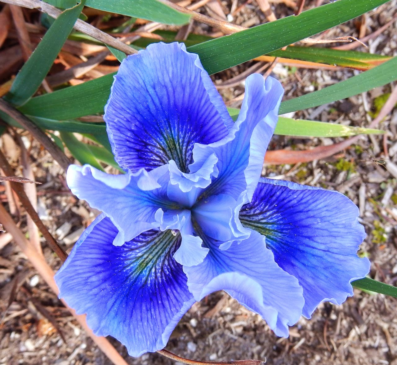 World of Irises A Rain Screen for Pacifica Iris Flowers