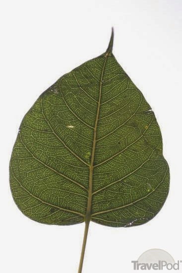 A leaf of Bodhi Tree