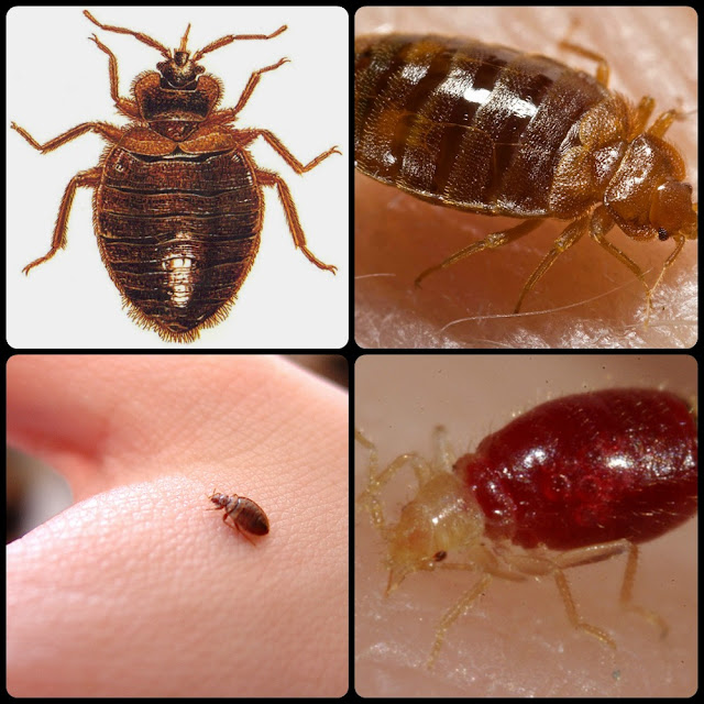 Bloodsucker Bed bugs