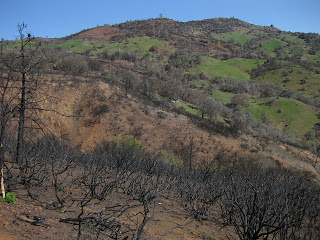 Charred trees and bare hillside near the top of Mt. Diablo