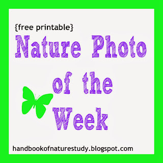 http://handbookofnaturestudy.blogspot.com/2014/01/nature-photo-of-week-2014.html