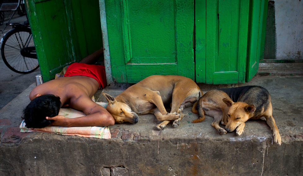Homeless+Indian+man+and+stray+dogs+Nov+1.jpg