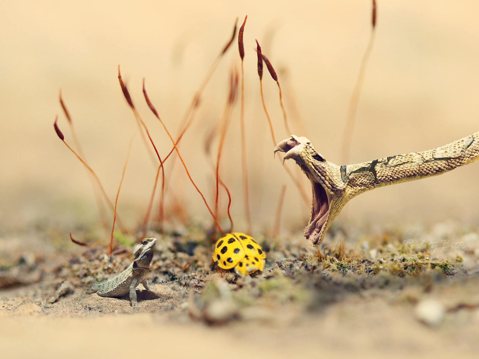 Snake Wallpapers | Desktop Wallpapers