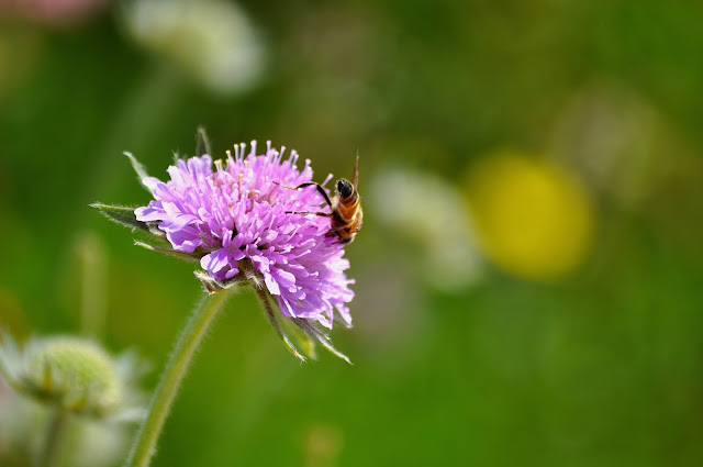 cercare amore online español