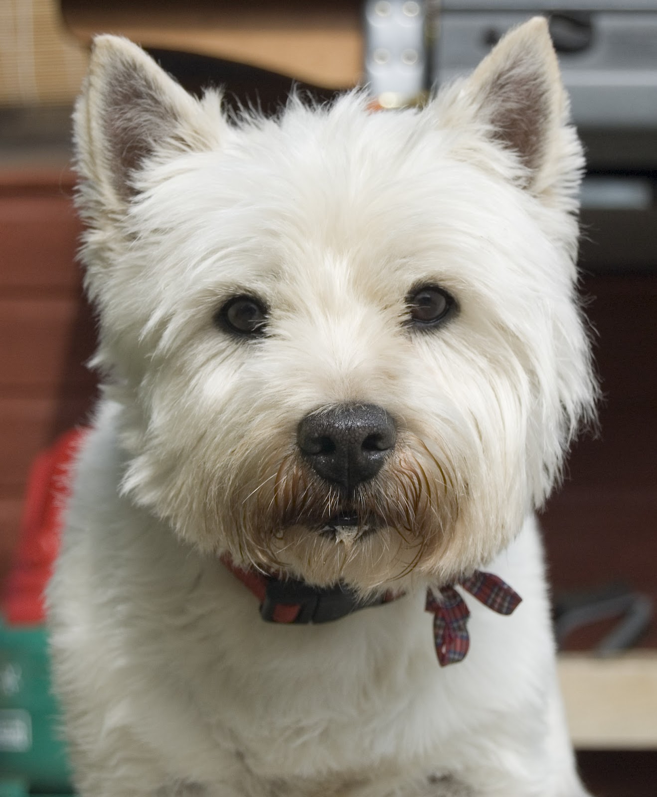 white small dogs hypo allergenic dogs scotland breeds picture white small dogs hypo allergenic dogs scotland breeds picture