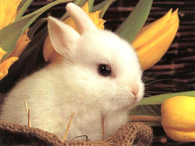 Rabbit In Flowers 
