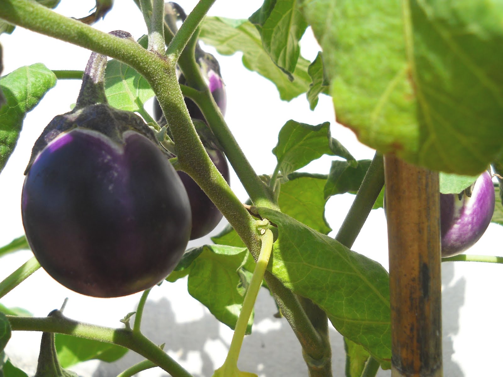 egg plant vs brinjal
