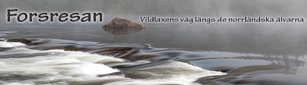 Vildlaxens väg