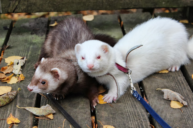 fretti+ferret