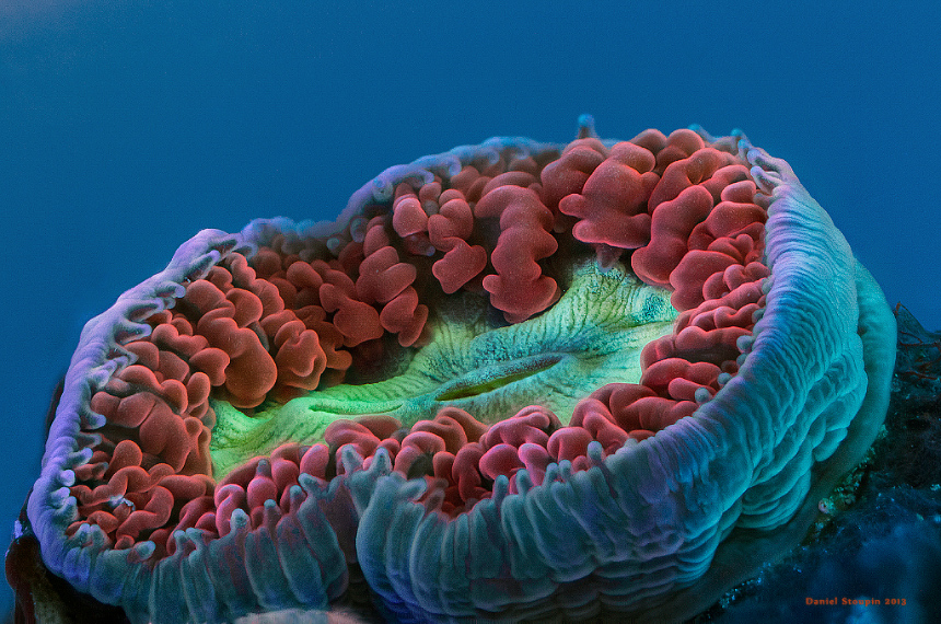 Microworlds Fluorescent colors of the reef why corals need colors