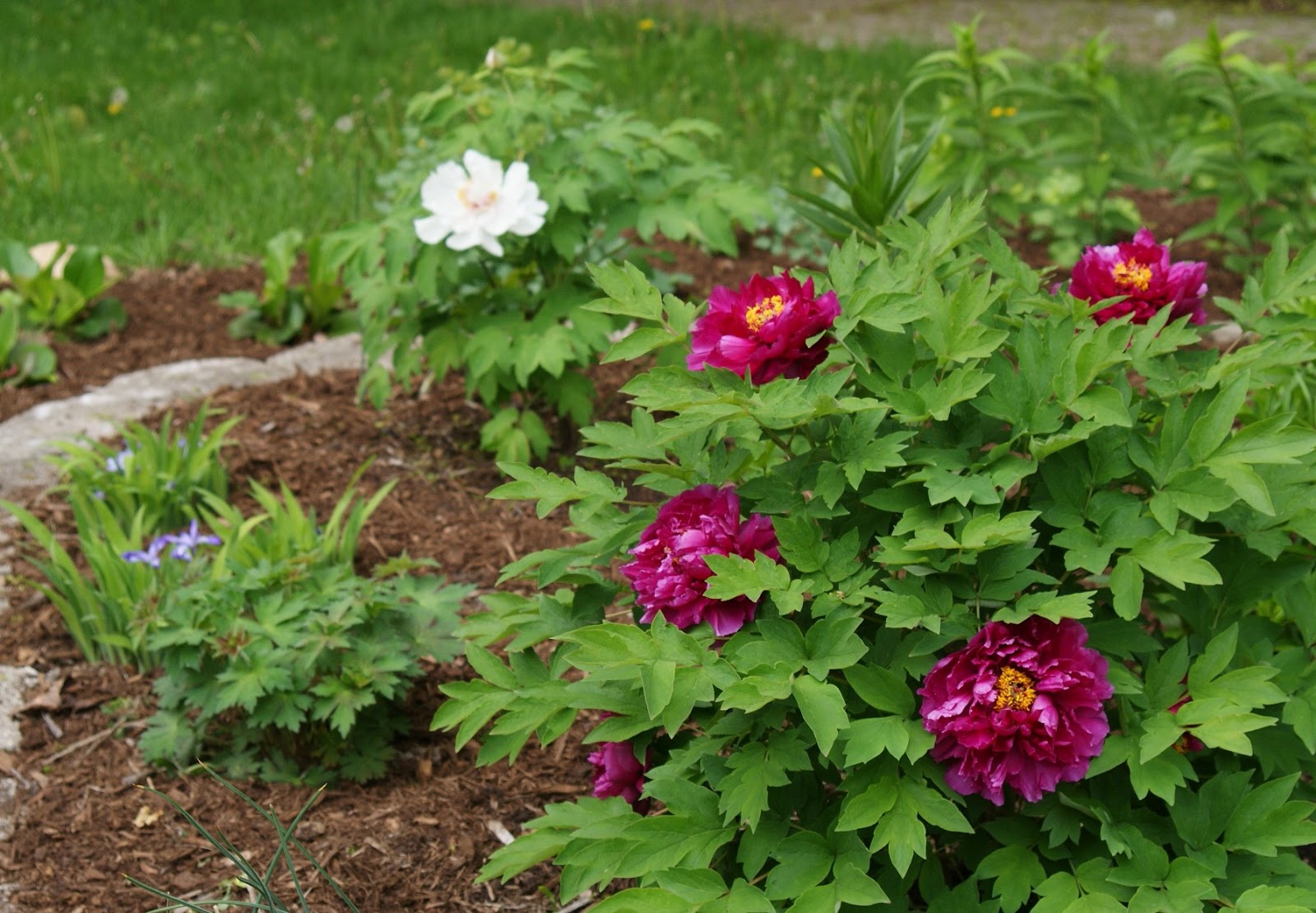 Visit My Garden Plants in the Garden