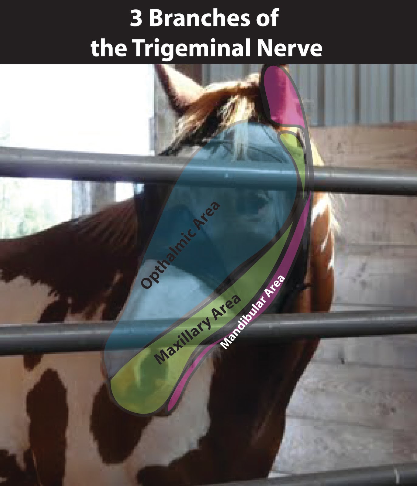 Head tossing while riding Page 2 The Horse Forum