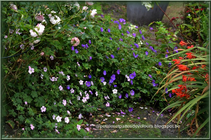 Mon Jardin Quercynois Juin 2018