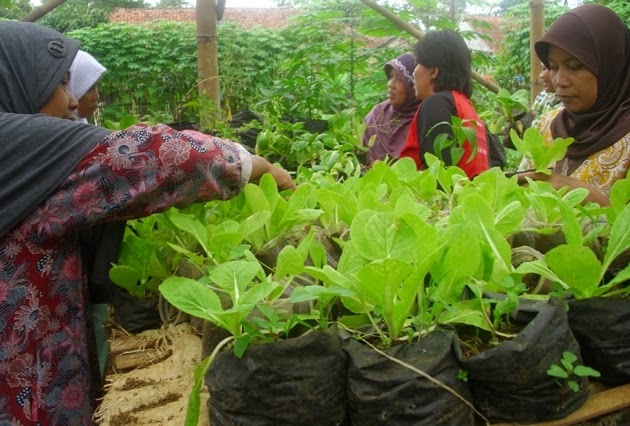 PEMANFAATAN LAHAN PEKARANGAN - Kelapkeliplampune