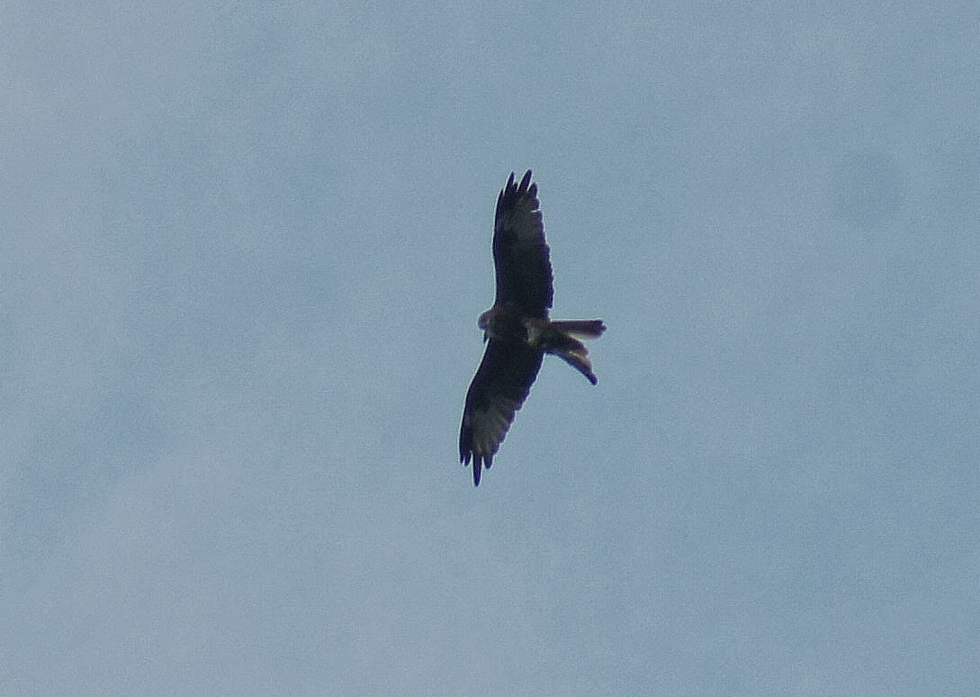 Wino Wendys Wildlife World Pigeon eating Red Kite at Lake Farm.