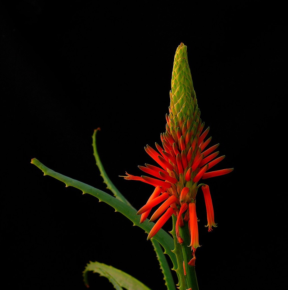 Flower Photos: Aloes flower