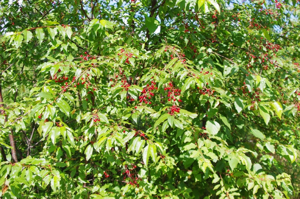 American Grouch Pin Cherry Jelly