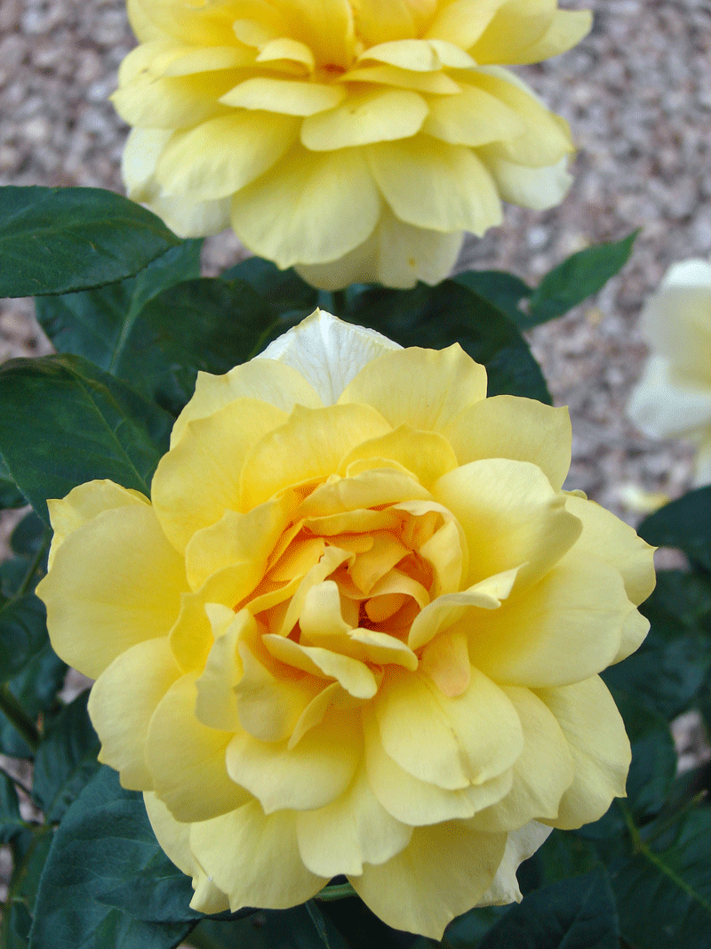 Water When Dry April Flowers