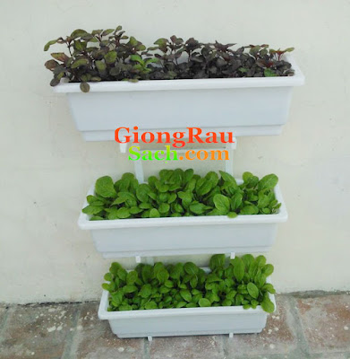 Kệ trồng rau 3 tầng ốp tường cho rau xanh tốt