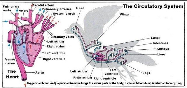 Animal Science Chicken Dissection: Cardiovascular System
