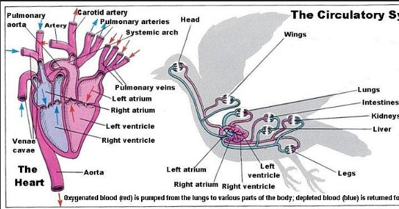 Animal Science Chicken Dissection: Cardiovascular System