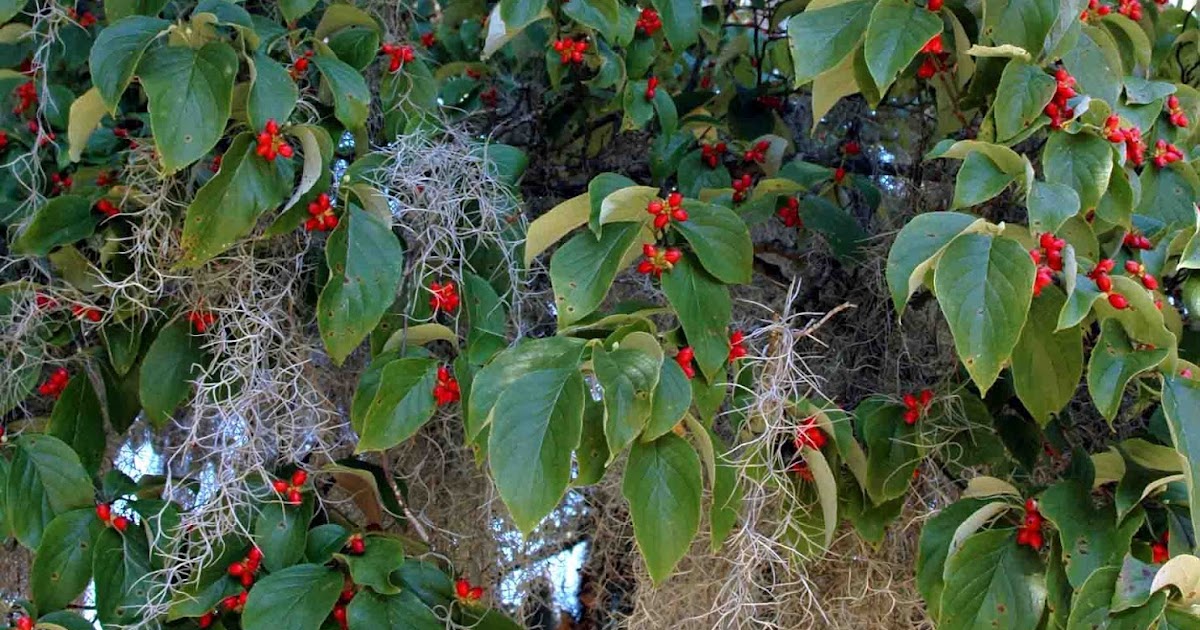 Selma, Ala. Daily Photo Red Berries and Spanish Moss