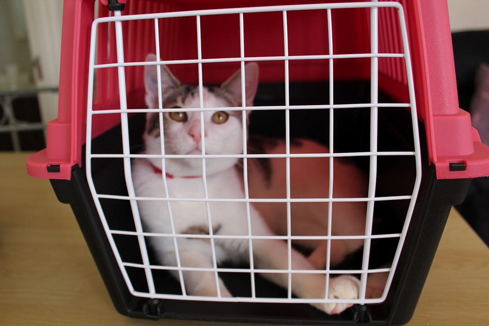Pedro d'Cat Cat in Cage