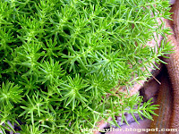 Sedum lemon ball