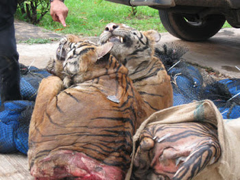 Tiger's killed  by humans