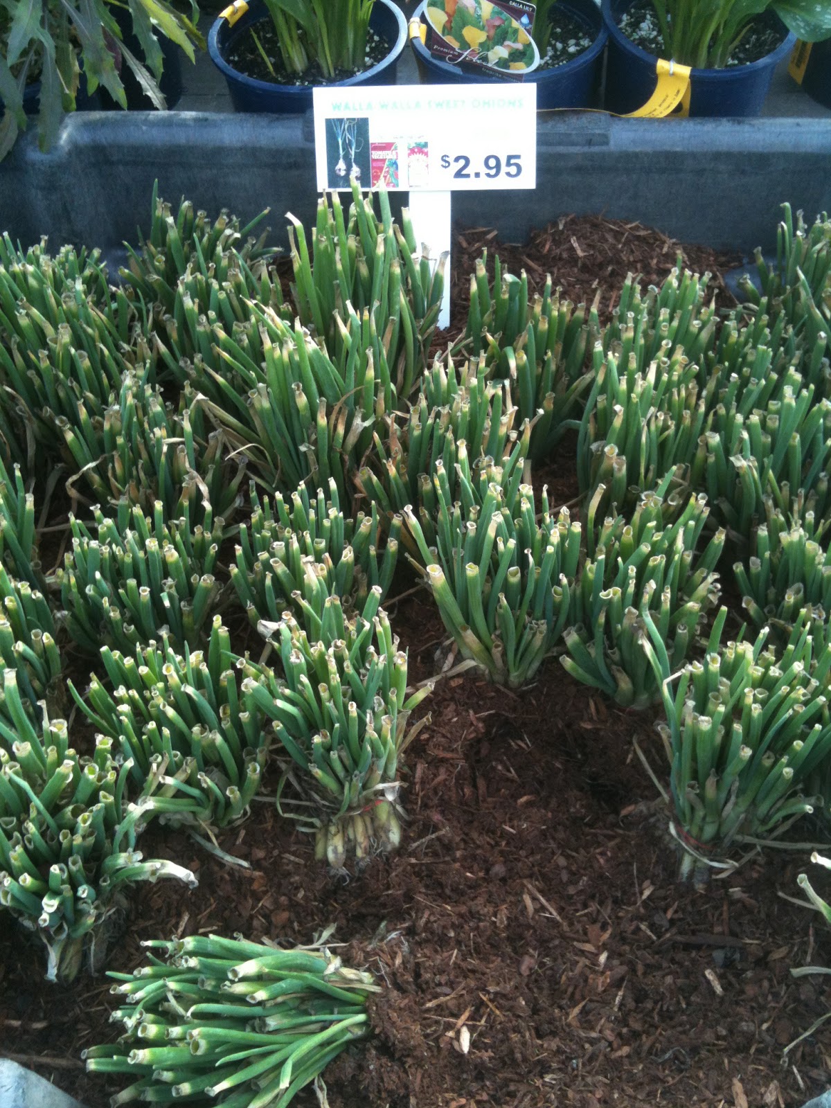 Valley View Nursery Blog Walla Walla Sweet Onions