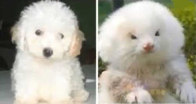 Ferret on steroids sold as poodle