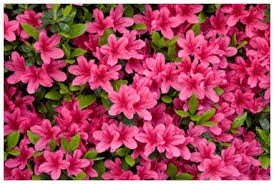 Full Bloom At The Kinney Azalea Garden Blogs The Patriot