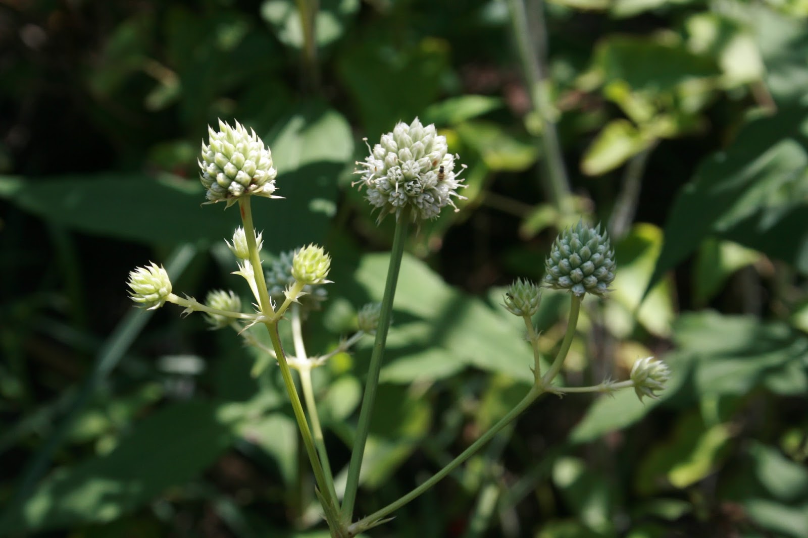 Native Florida Wildflowers: Rattlesnake Master - Eryngium yuccifolium